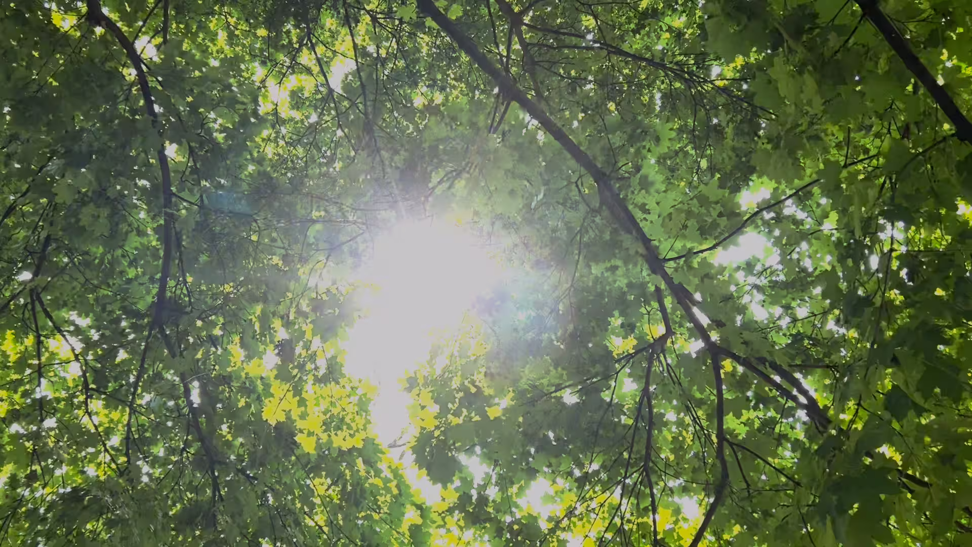 DreamsofSunlightThroughTrees_Cuthand_Still03_Sunlight - Theo Jean Cuthand