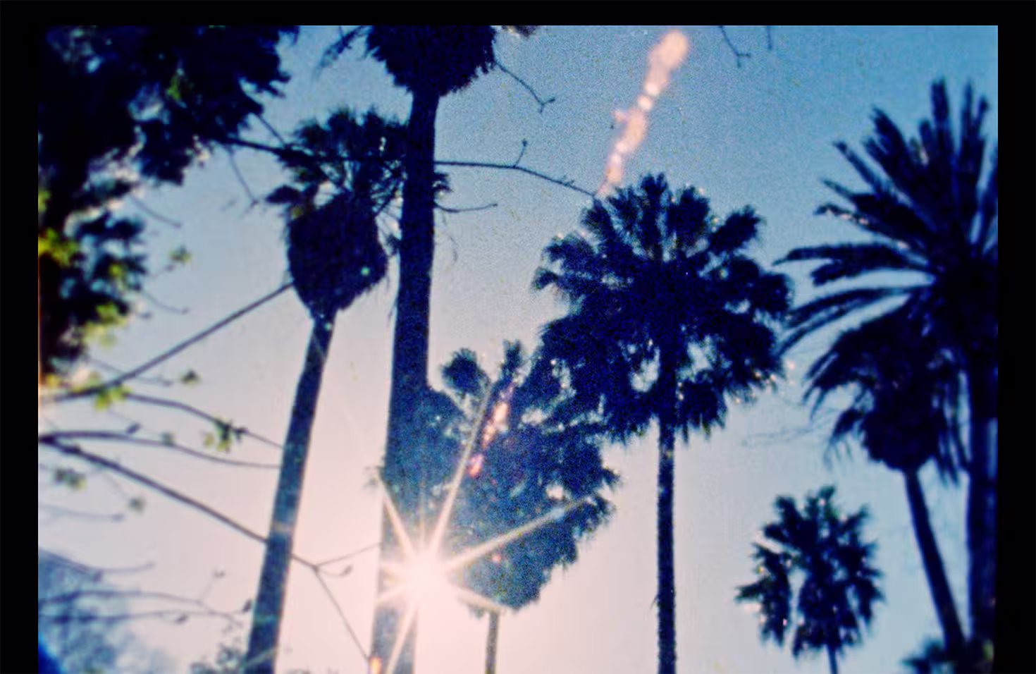 PedroGoncalvesRibeiro_Rezbotanik_Still04 - Portugal Film